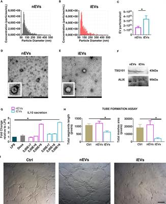 Extracellular Vesicles Secreted by Mesenchymal Stromal Cells Exert Opposite Effects to Their Cells of Origin in Murine Sodium Dextran Sulfate-Induced Colitis